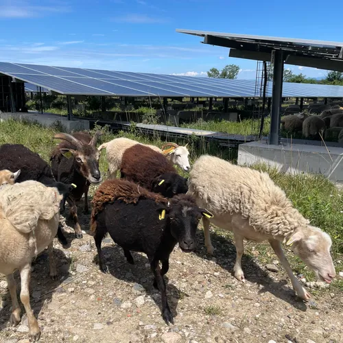 Katzenthal : des animaux entretiennent le parc solaire