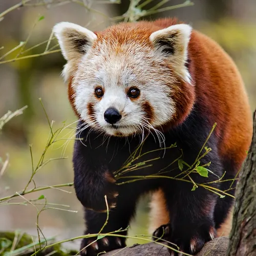 Pandas roux, girafes et autres oiseaux dans nos zoos !