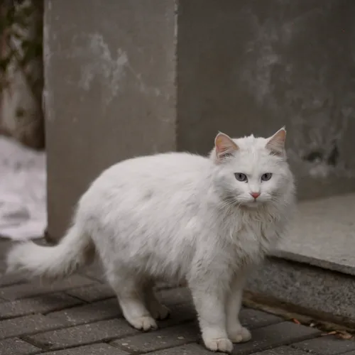 Attention aux chats qui se cachent dans votre voiture cet hiver !