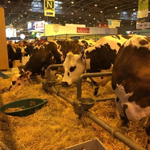 Est-ce qu'il y a trop de vaches en France ?