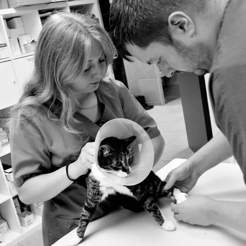 Maroilles : une clinique vétérinaire au grand cœur !   