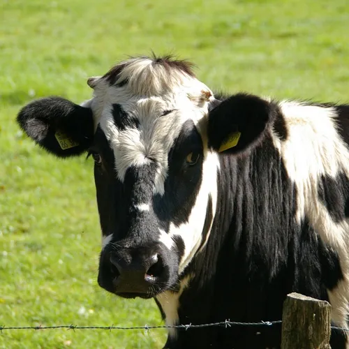 Floyon - Une vache tombe dans un puit : elle a été sauvée