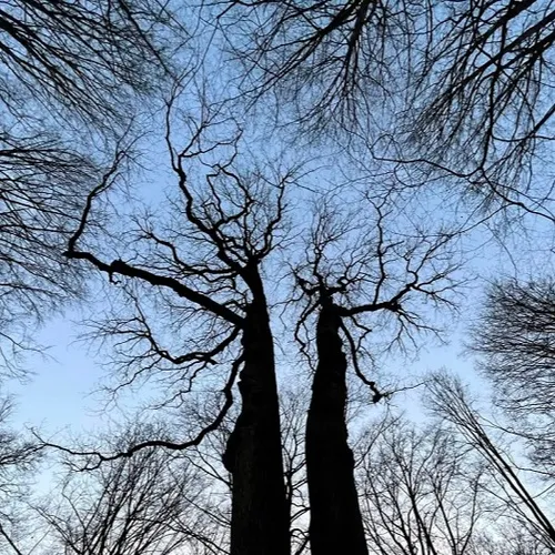 Fourmies : création d’un zone protégée « Natura 2000 » en forêt