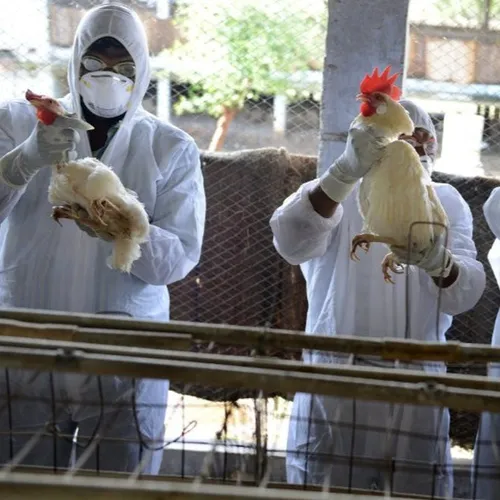 La grippe aviaire