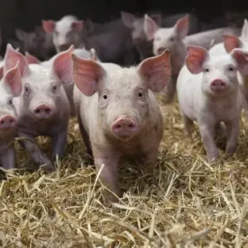 La crise de la filière porcine