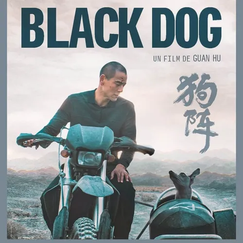 Black dog