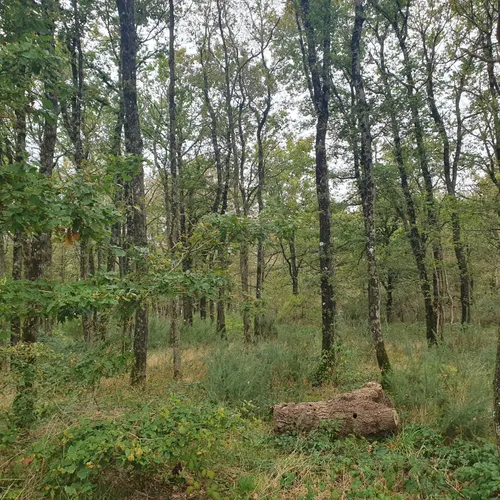 La forêt chez nous 