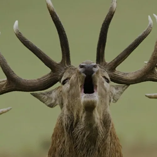 Le brame du cerf