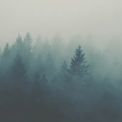 Le brouillard