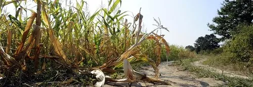 Journal 17h - Le Nord reste en alerte sécheresse renforcée ! 