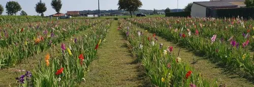 Cueillir des fleurs en libre-service