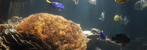 Nausicaa sensibilise à la protection des fonds marins