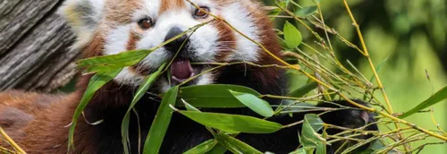 Les zoos à visiter dans la région