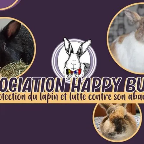 "Les lapins sont les animaux les plus abandonnés" : l'association...