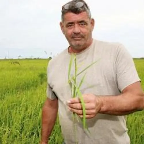Le gâteau de riz, le patrimoine culinaire le plus sucré de Camargue ?.