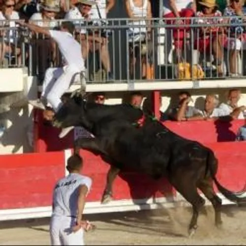 [ TAUROMACHIE - ARLES ] Arles : Landié de Nicollin élu Biou d'or 2019