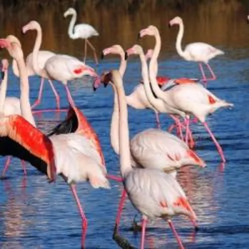 En Camargue les populations d’animaux vertébrés en danger.