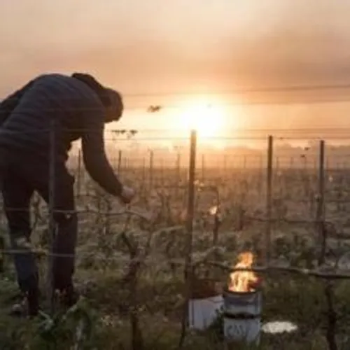 [ECOLOGIE]: Probablement la plus grande catastrophe agronomique de...