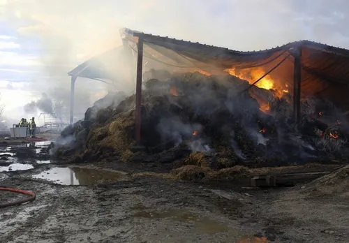 Près de 200 agneaux périssent dans les flammes en Camargue.