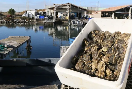 [ SANTE - ARLES ] Pays d'Arles : la pêche et la vente de...