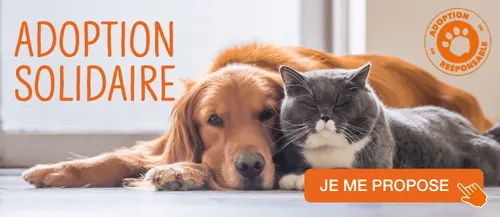 [ SOCIETE - FRANCE ] DEPLACEMENTS AUTORISES POUR L'ADOPTION...