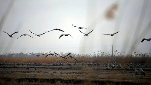 [ ENVIRONNEMENT - ARLES ] Dans le pays d'Arles, la nature...