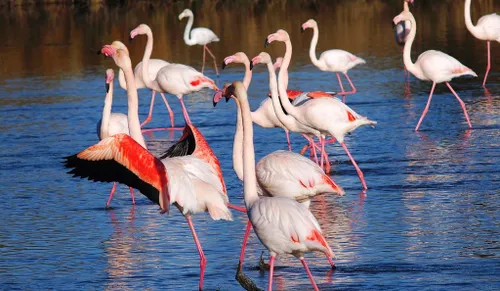 En Camargue les populations d’animaux vertébrés en danger.