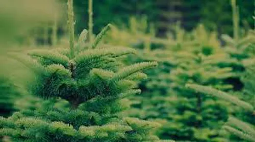 [ECONOMIE]: la magie de noël est de retour pour les fleuristes et...