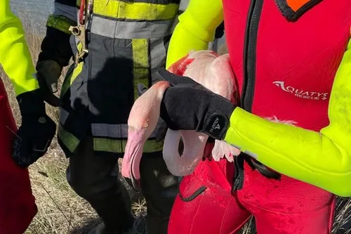 [PORT SAINT LOUIS]: les pompiers du département se sont déplacés...