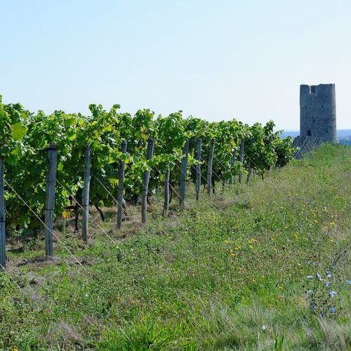 le vignoble dans notre région