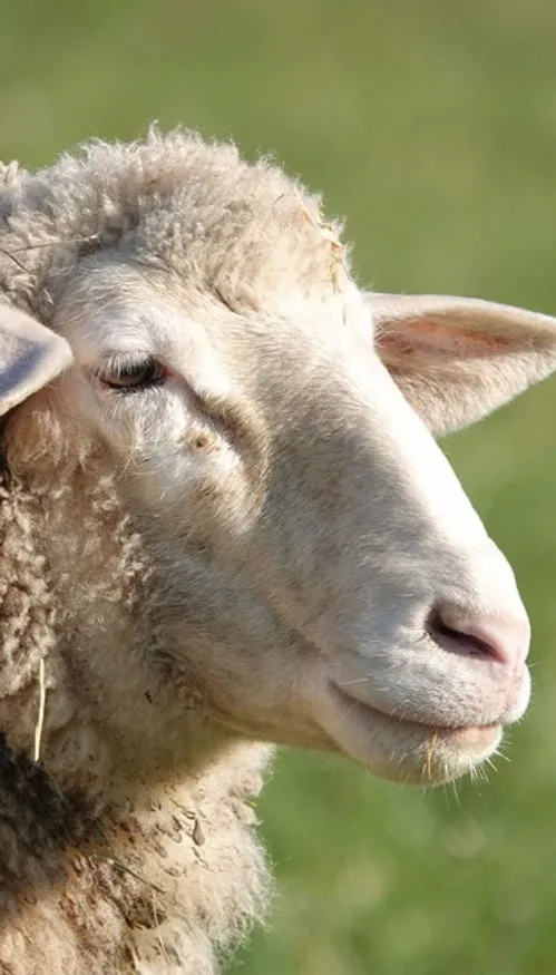 La fièvre catarrhale ovine est de retour dans l'Oise et dans la Somme