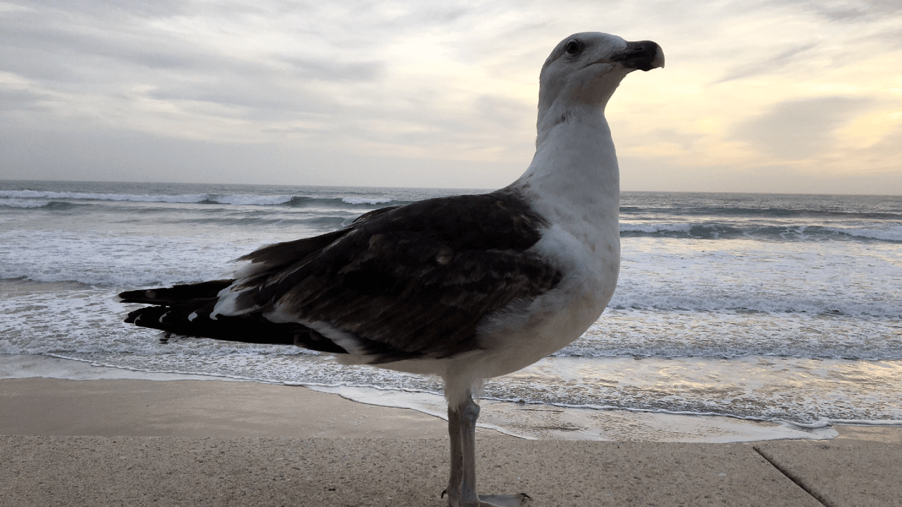 the virus discovered on the seagulls identified dead in La Turballe