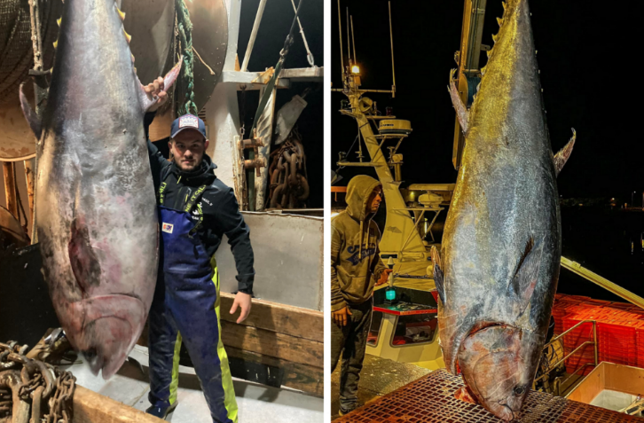 Deux énormes Thons Rouges De 300 Kg Pêchés Au Large De Boulogne Sur Mer