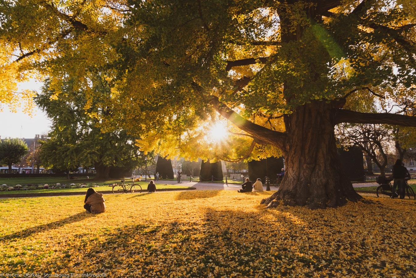 Will our Gingko be the tree of the year 2021?