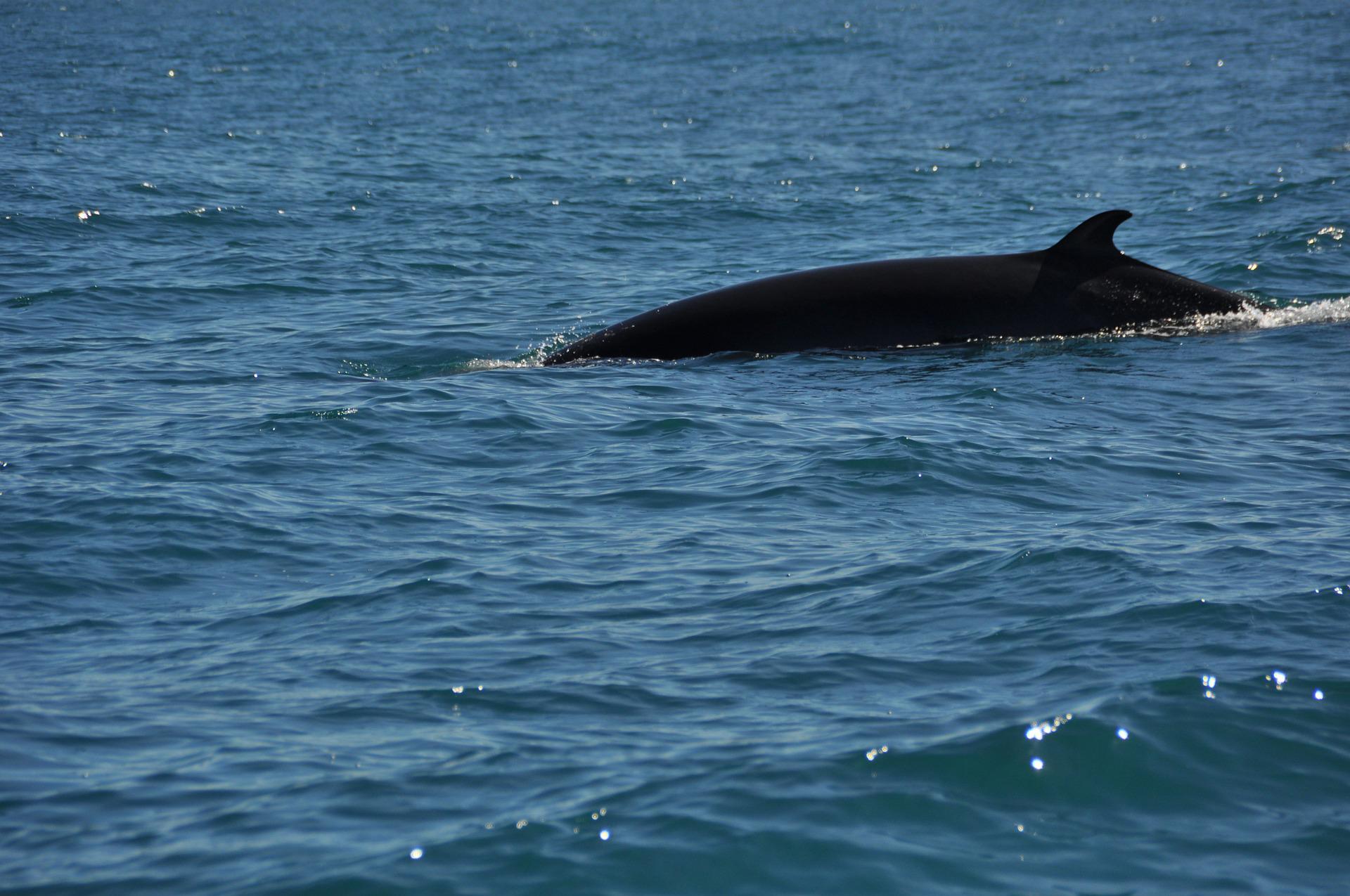 Normandie une baleine observée dans la Seine