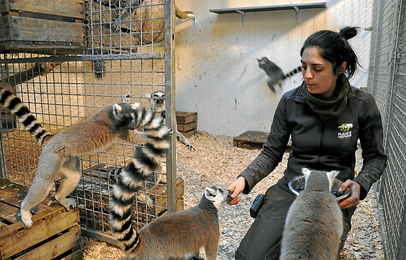 Lycée Professionnel Saint Joseph Bucquoy Soigneur Animalier