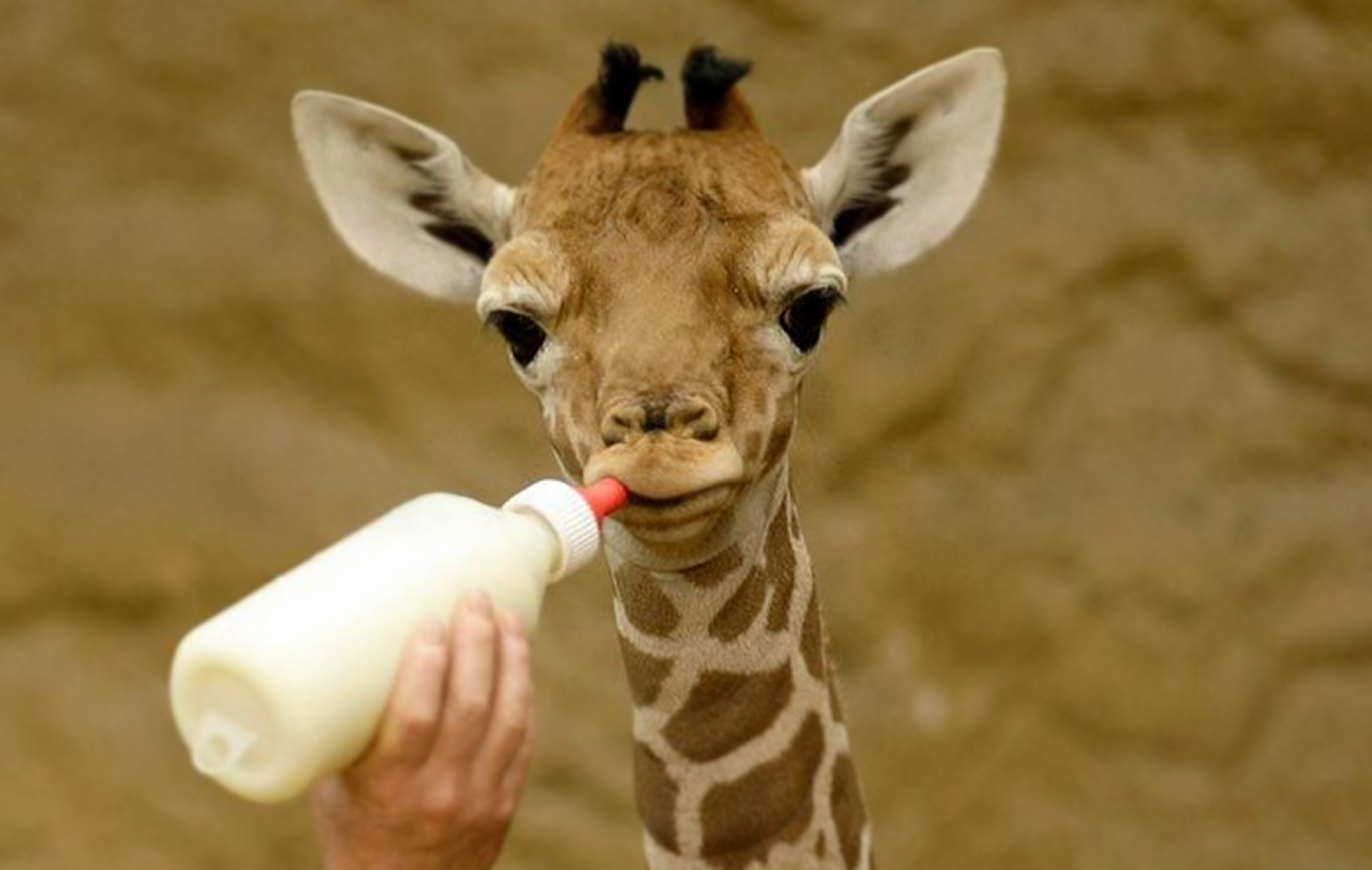 Pour La Premiere Fois Un Bebe Girafe Est Ne Au Zoo D Amneville