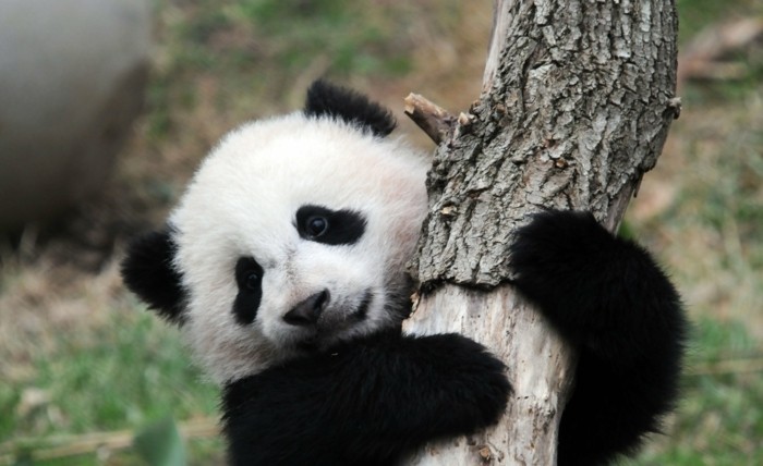 Naissance Non Pas Un Mais Deux Bebes Pandas A Beauval